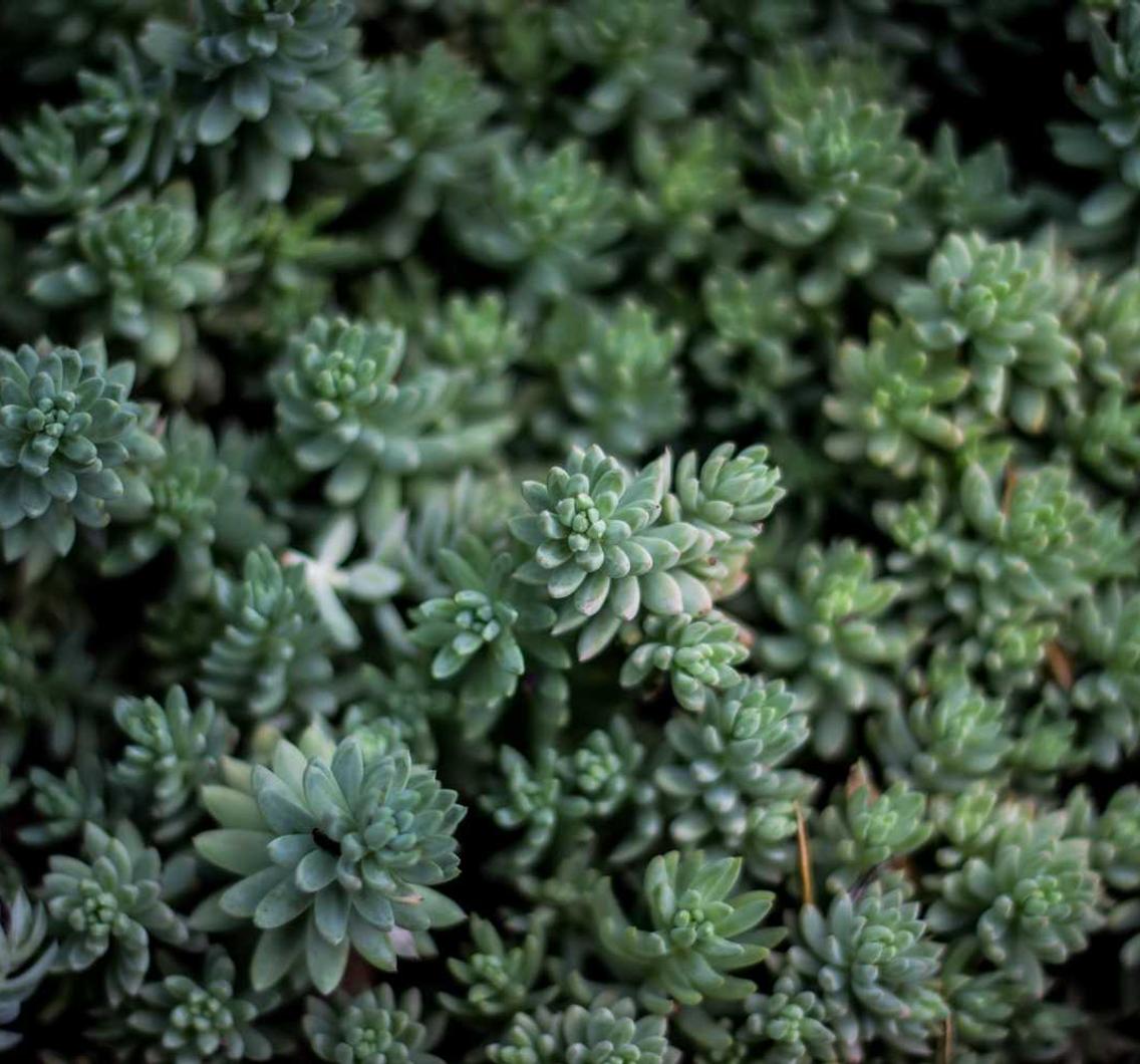 飞网ip实名账号：招商务代理平台