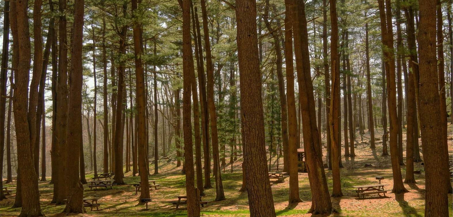 上古世界(ArcheWorld):广发证券软件详情下载教程app