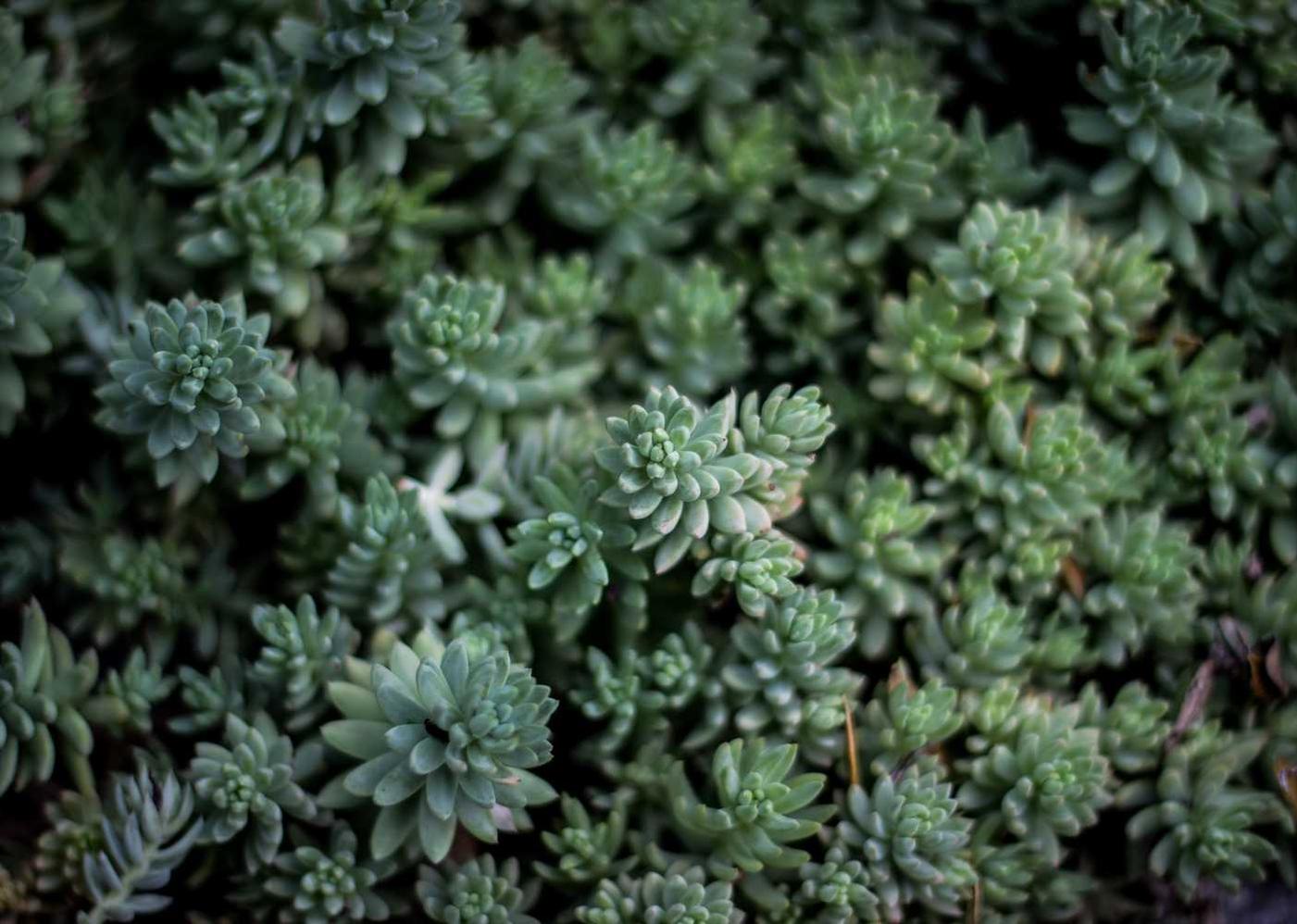 里拉橙子爆珠（细）：最新飞艇代理平台