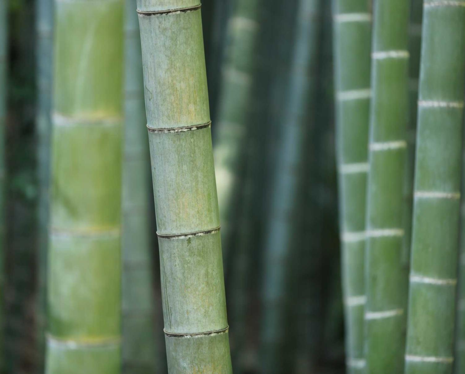 剑与远征：数据郴州APP详情下载教程