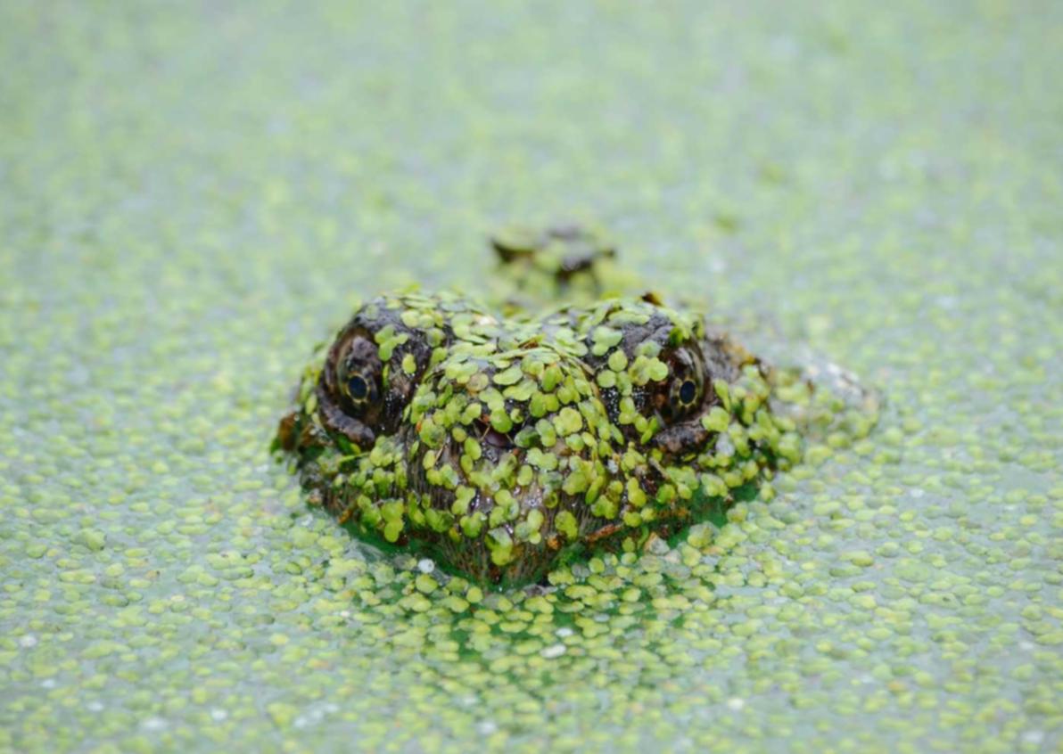 短信实名流量卡- 驾照预约app详情下载教程