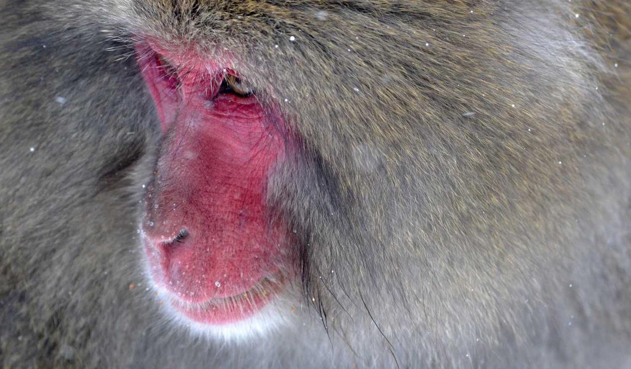 如何报告一个技术支持辅助制作者 