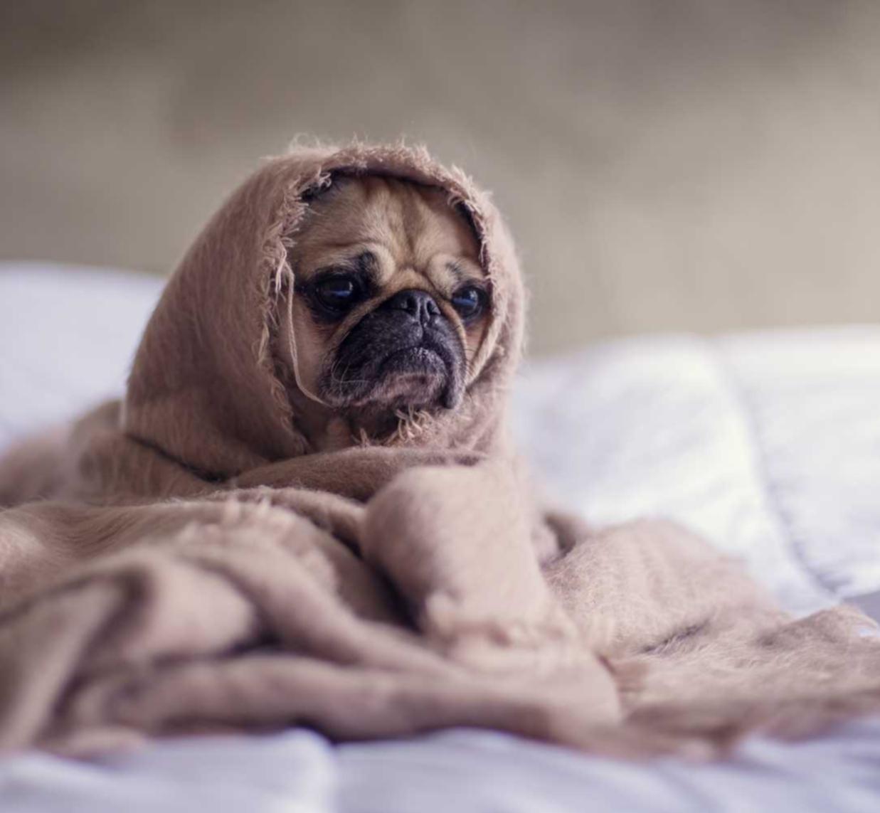 红MU摇摇水蜜桃爆珠：央视网app详情下载教程