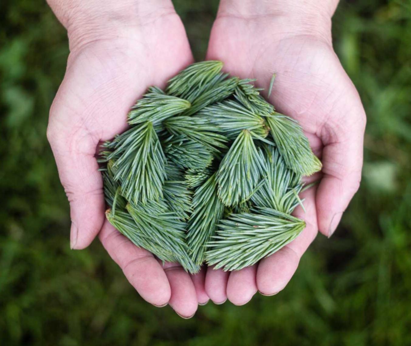 云膳app详情下载教程