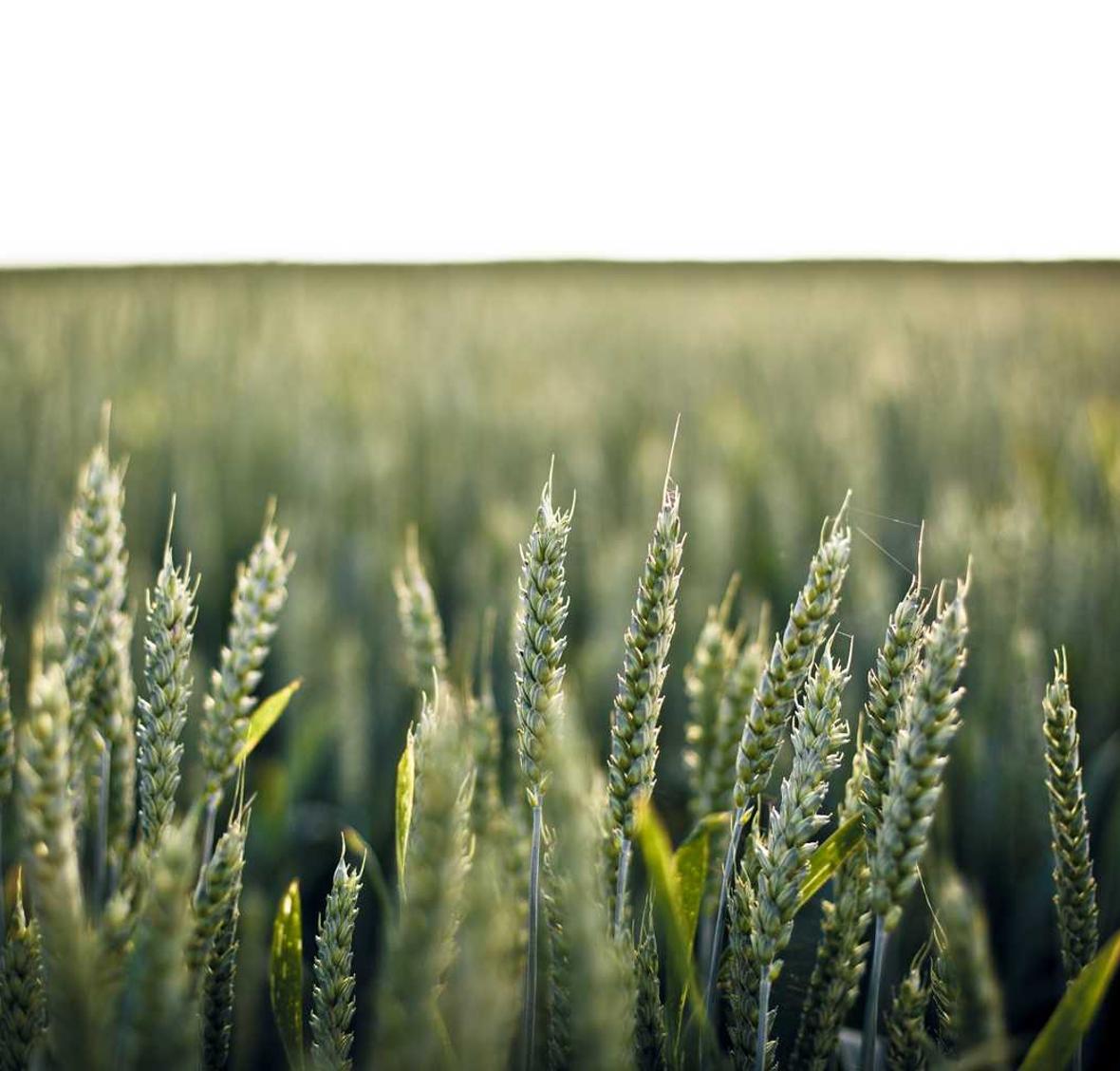 摩臣4如何建立营销团队和合作伙伴关系？