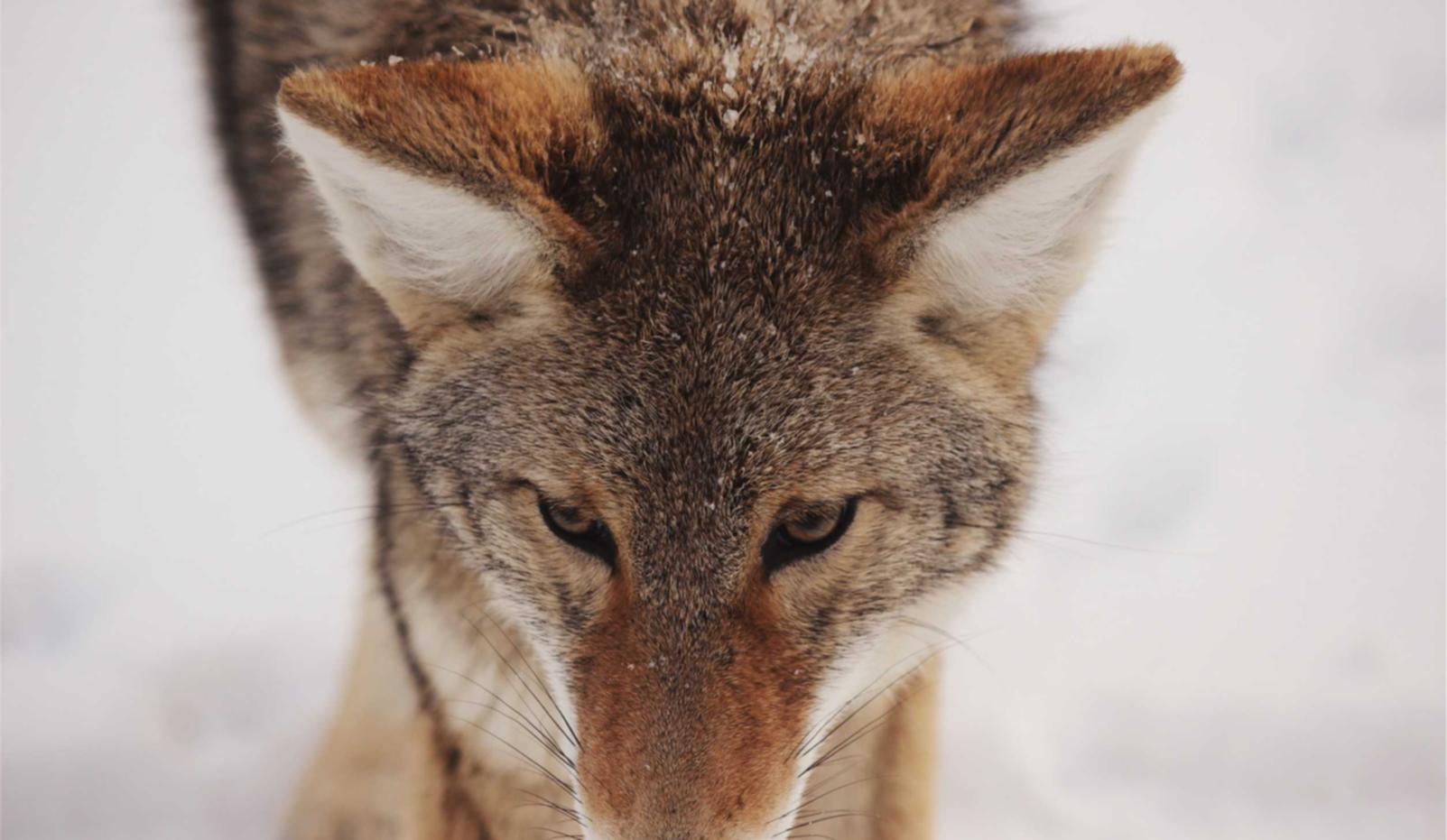 神戒:学会注册代理机构