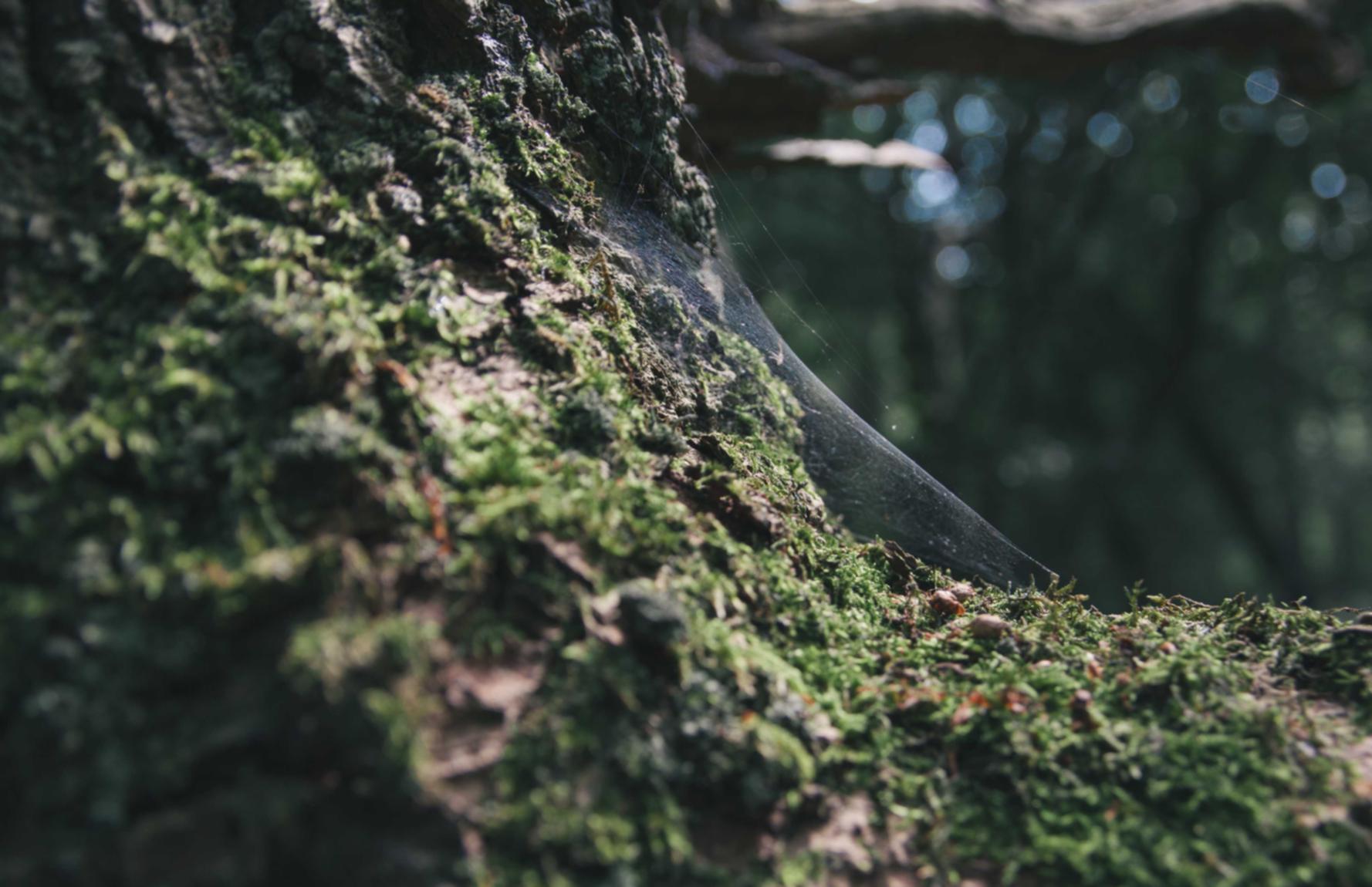 逃离塔科夫辅助- 陨石购买平台