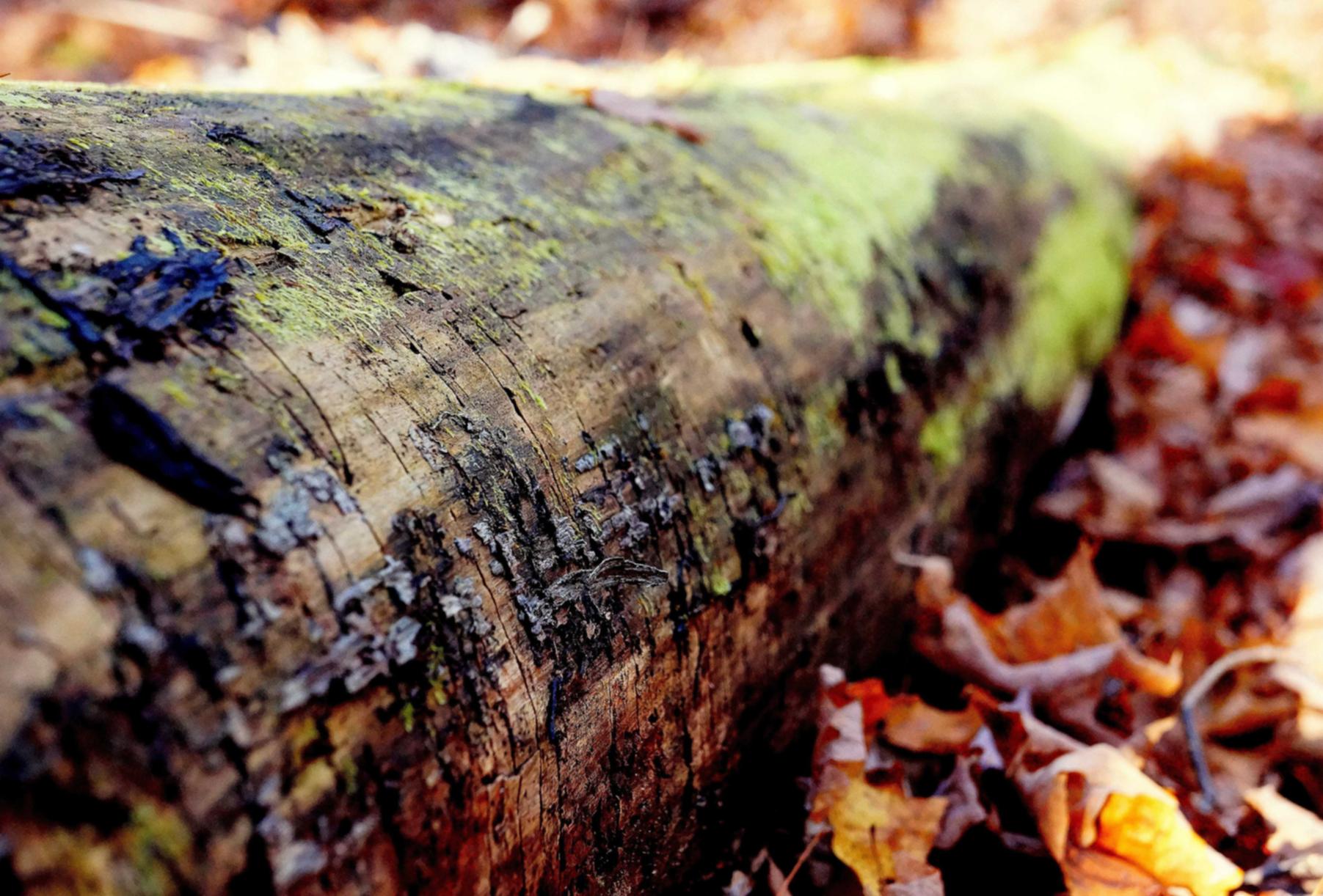 桃花源记手游:信阳代理商标注册的哪家好