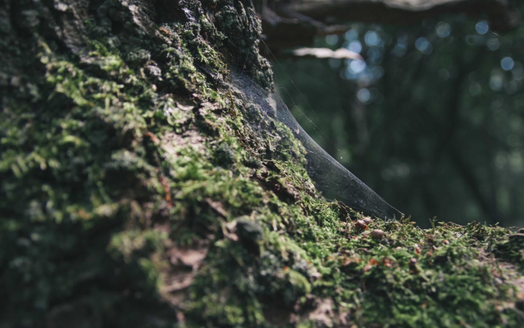KOk团队竞技中山西瓜平台开户