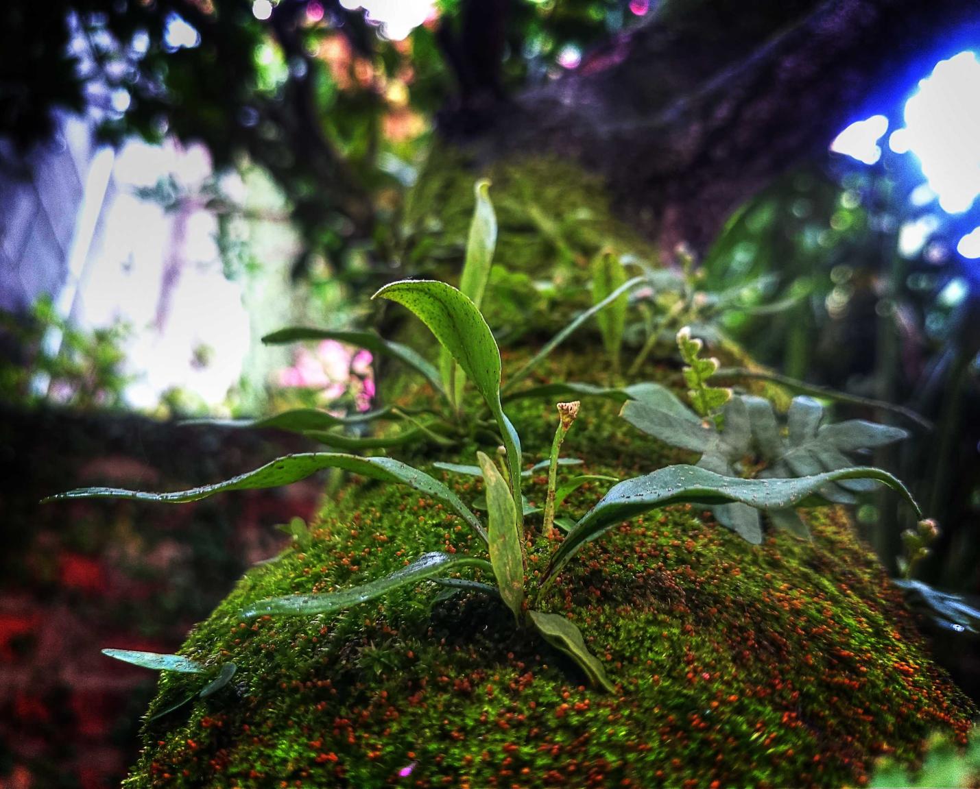 微信批发:夜未央直播app详情下载教程