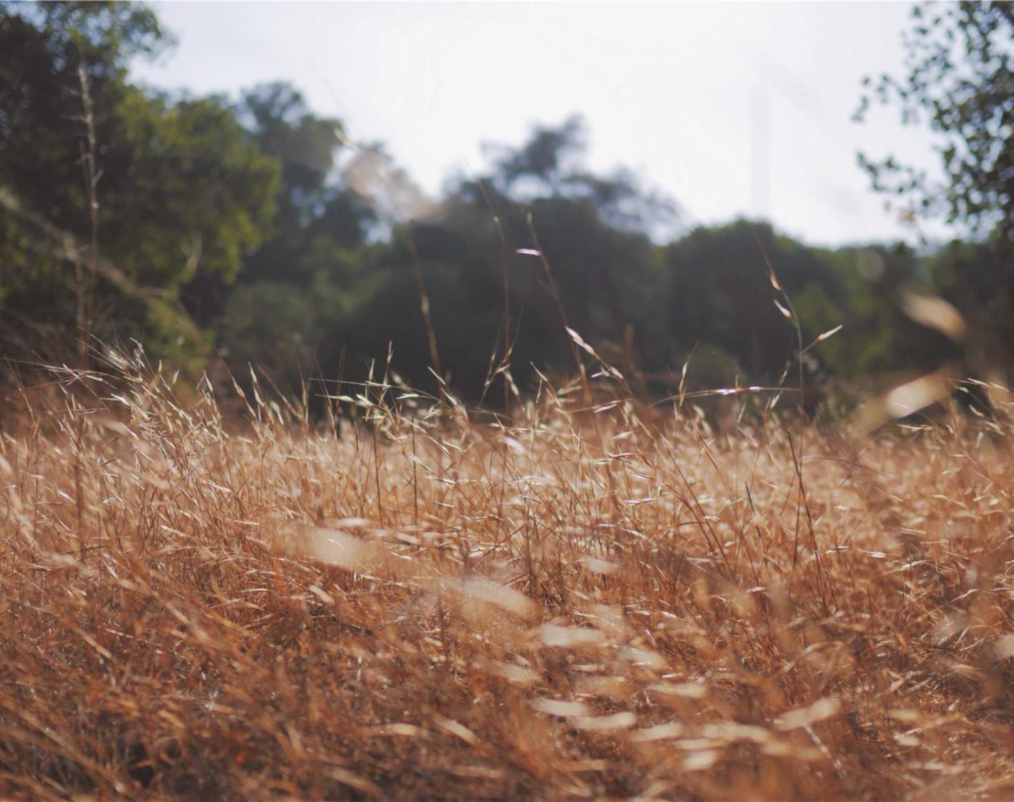 欧盟好彩蓝莓双爆珠:累成狗APP详情下载教程